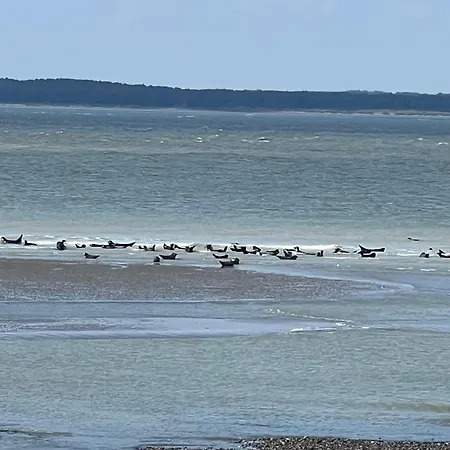 Salicorne Avec Vue Sur Le Tréport